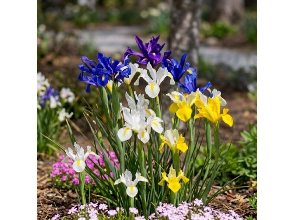 Mixed Dutch Iris Flowers