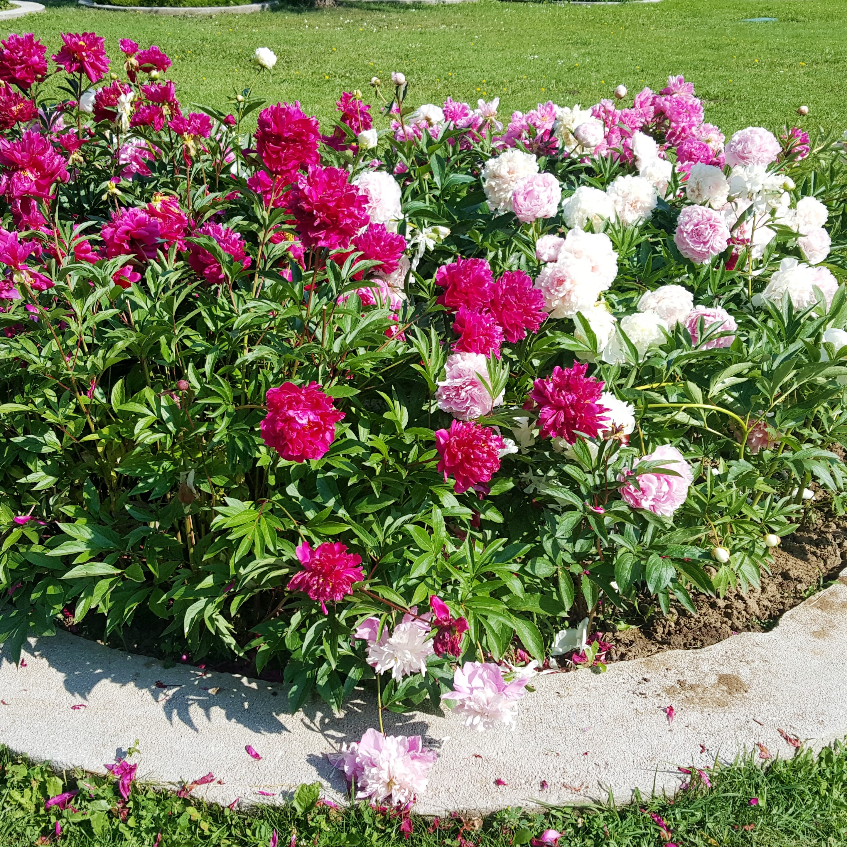 Touch Of ECO Mixed Peonies - Choose Qty - Gallery 10