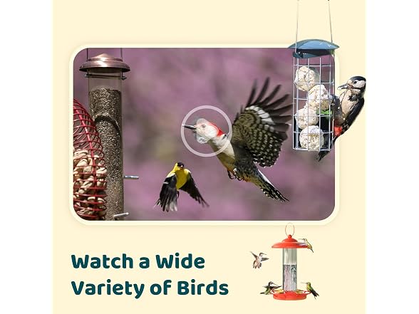 NETVUE Birdfy Bird Camera for Feeder