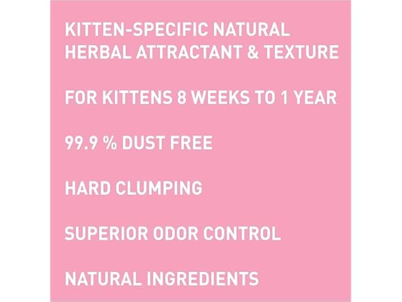 Precious Cat Kitten Attract Kitten Training L