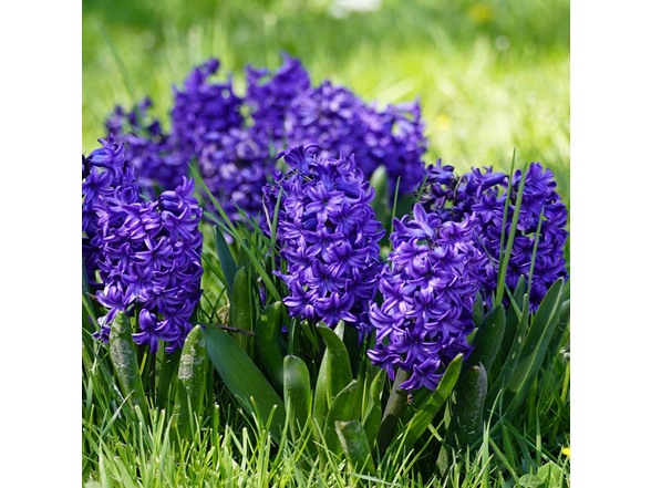 Blushing Blue Hyacinth Flowers