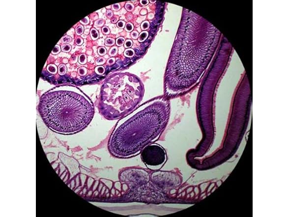 AmScope MU800 NEW 8 MP Microscope Camera