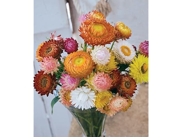 Burpee Tall Mixed Colors Strawflower Seeds 750 seeds