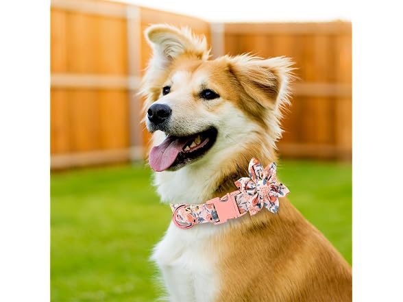 DALUZ Girl Dog Collar with Detachable Flower,