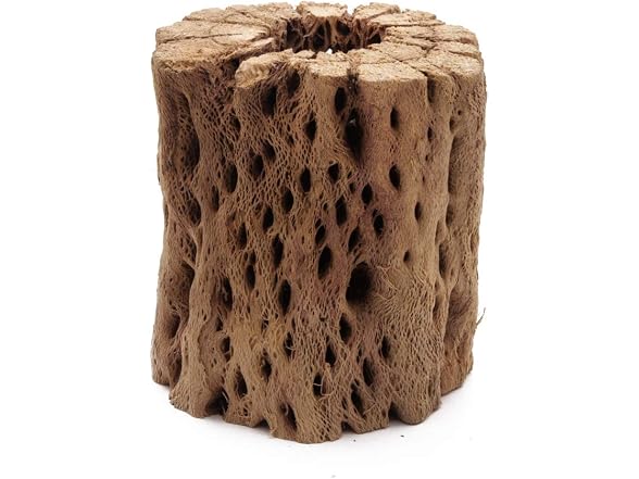 3, 6, 9, 12 In All Natural Teddy Bear Cholla