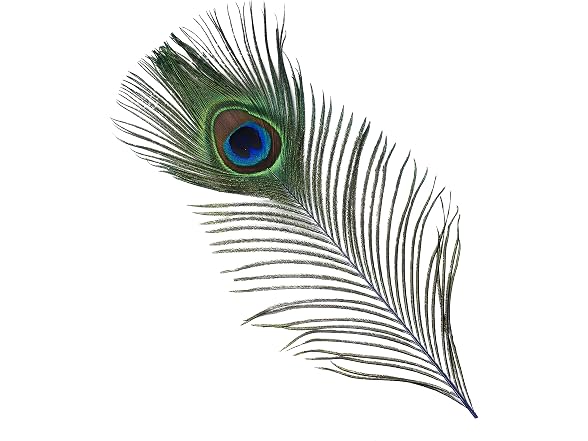 ZUCKER 25pcs Stem Dyed Peacock Eye Feathers
