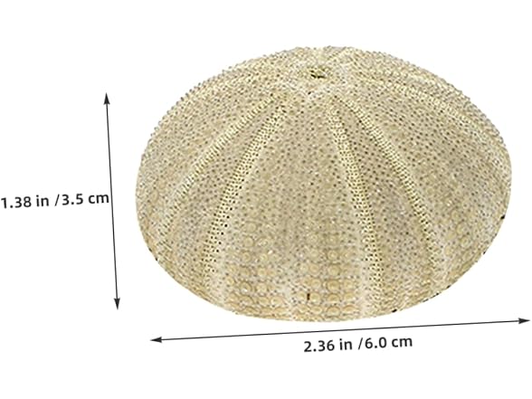 8pcs Natural Sea Shell Natural Sea Urchins D