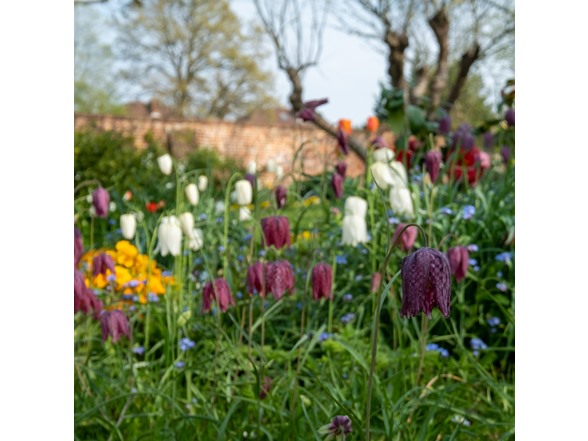 Garden Gems Flower Collection - 100 Bulbs