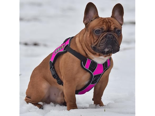 Dogline Quest No-Pull Dog Harness with 3D Ru
