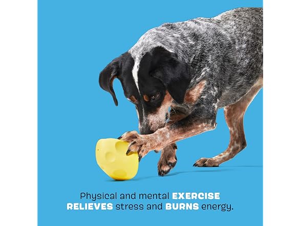 BarkBox Cheese Dog Toy | Treat-Dispensing