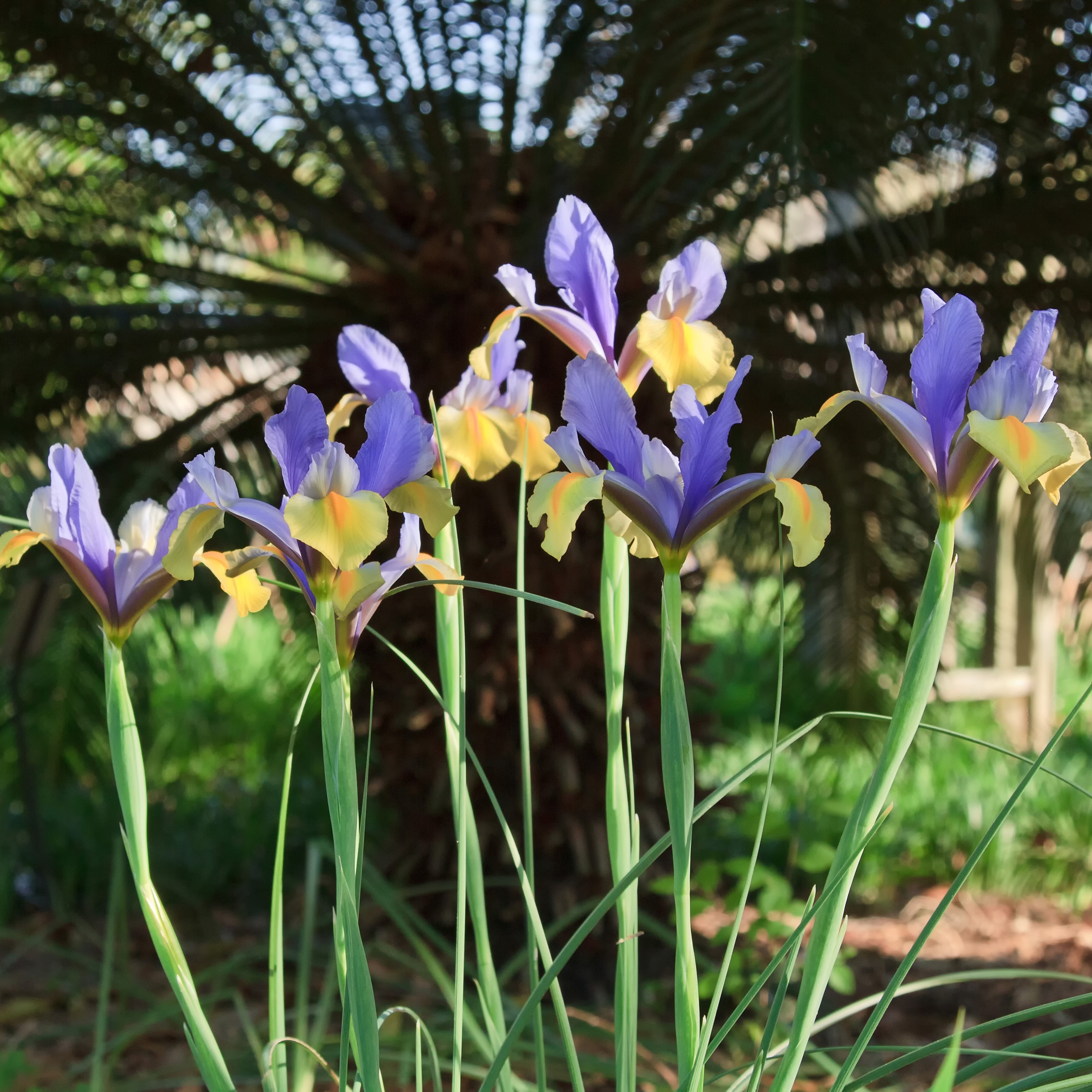 Mixed Dutch Iris Flowers - Gallery 7