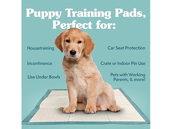 Simple Solution Training Puppy