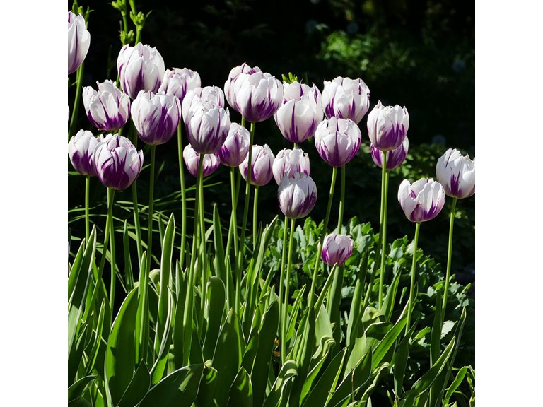 Touch Of ECO 4012 10 Bulbs 