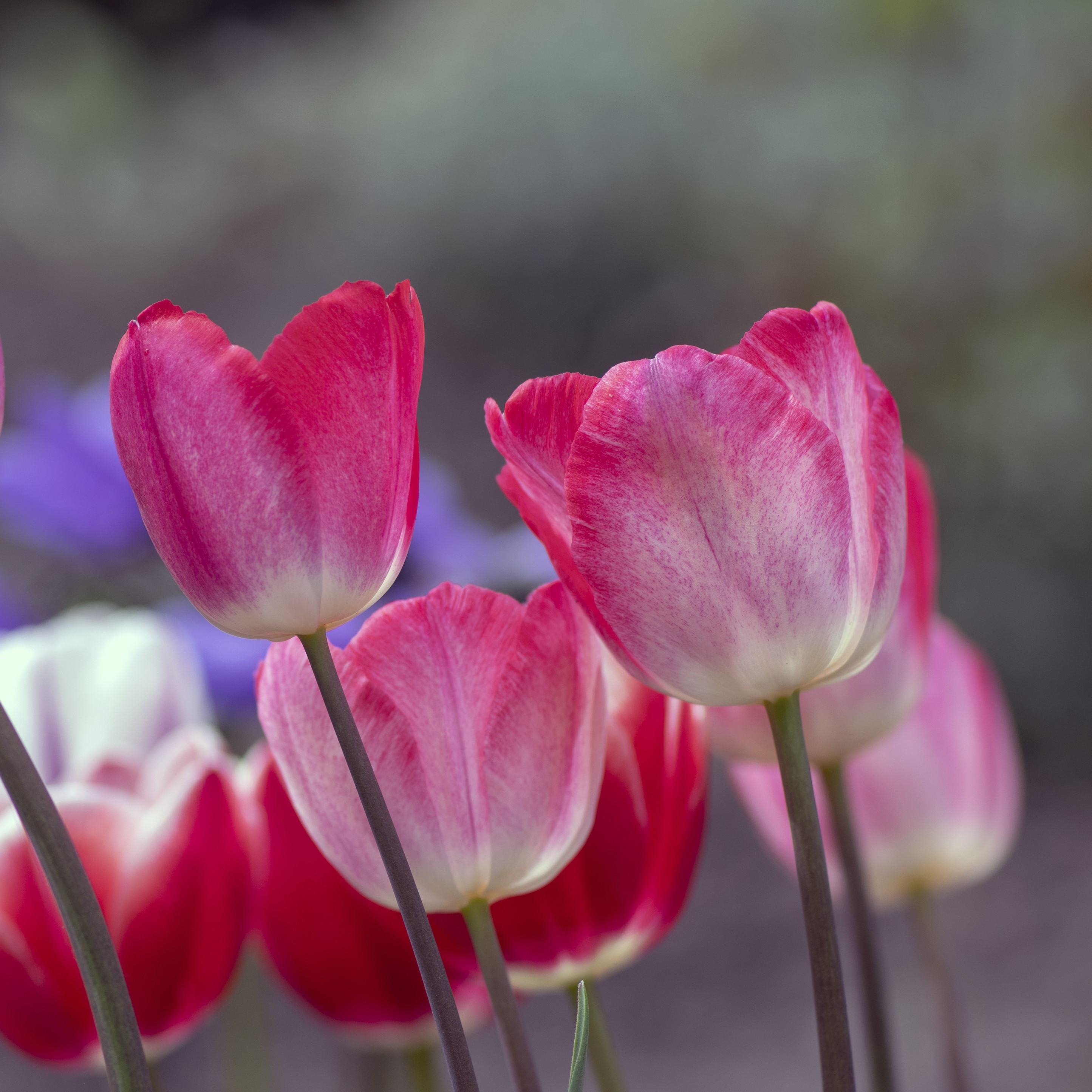 Spring Showgirl Tulip Flowers - Gallery 8