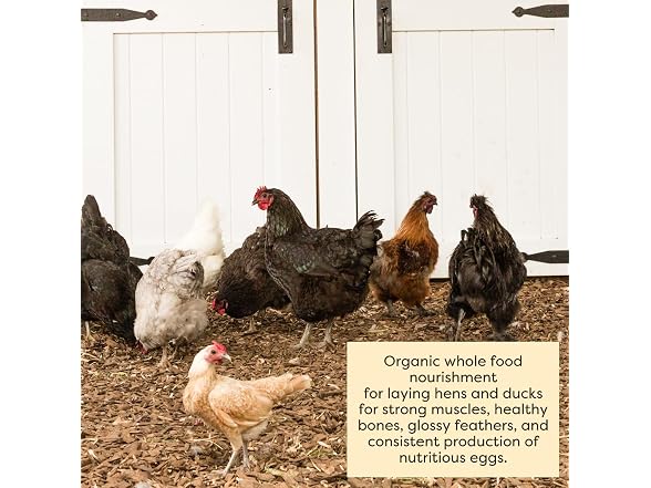 Scratch and Peck Feeds | Layer Mash for Chickens & Ducks