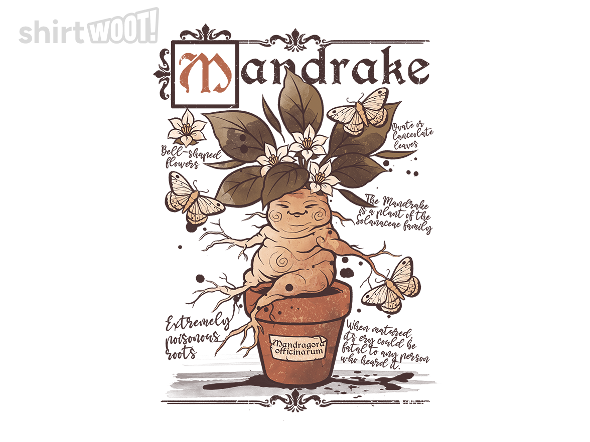 Cute Mandrake Root - Gallery 4