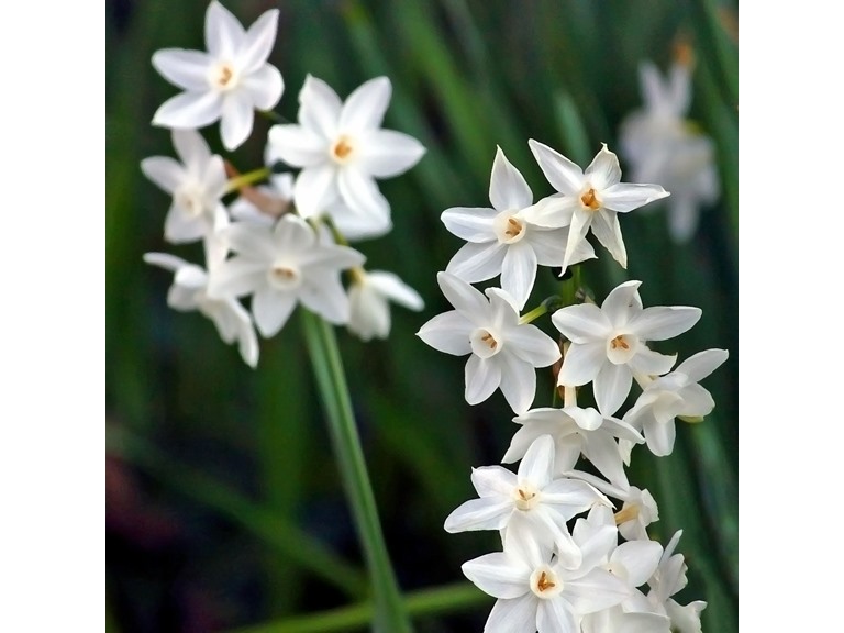 Touch Of ECO 4009 3 Bulbs 