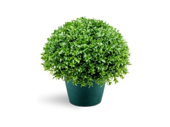 National Tree Company Holly Bush Shrub