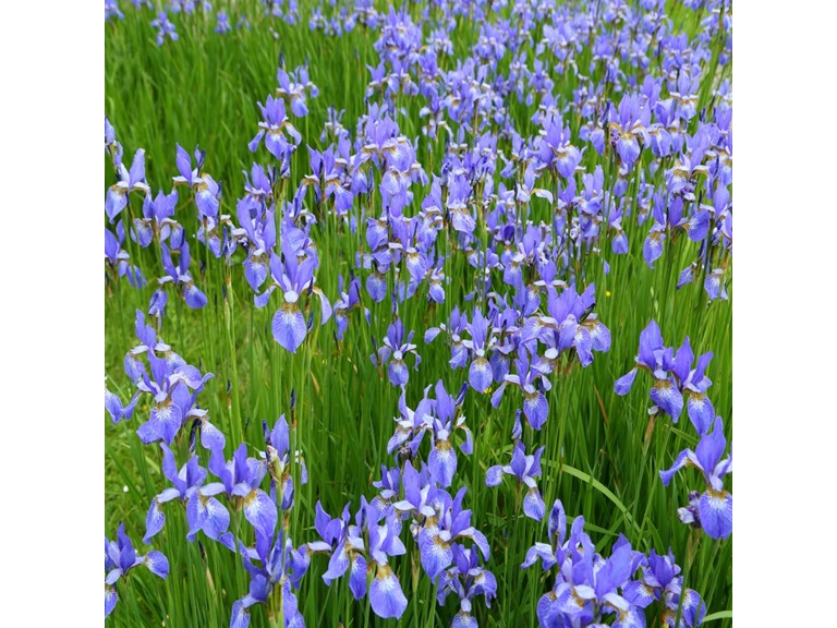 Touch Of ECO 5037 15 Bulbs 