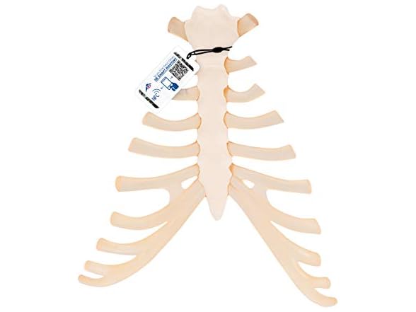 3B Scientific A69 Sternum with Rib Cart