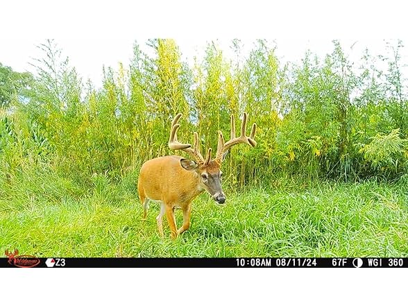 (NEW) Wildgame Orbit 360 Degree Cellular Trail Camera