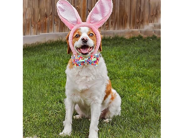 Unique Style Paws Easter Day Dog Collar with Bow