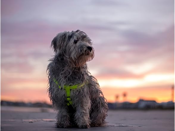 Reflective Adjustable Dog Step in Harness fo