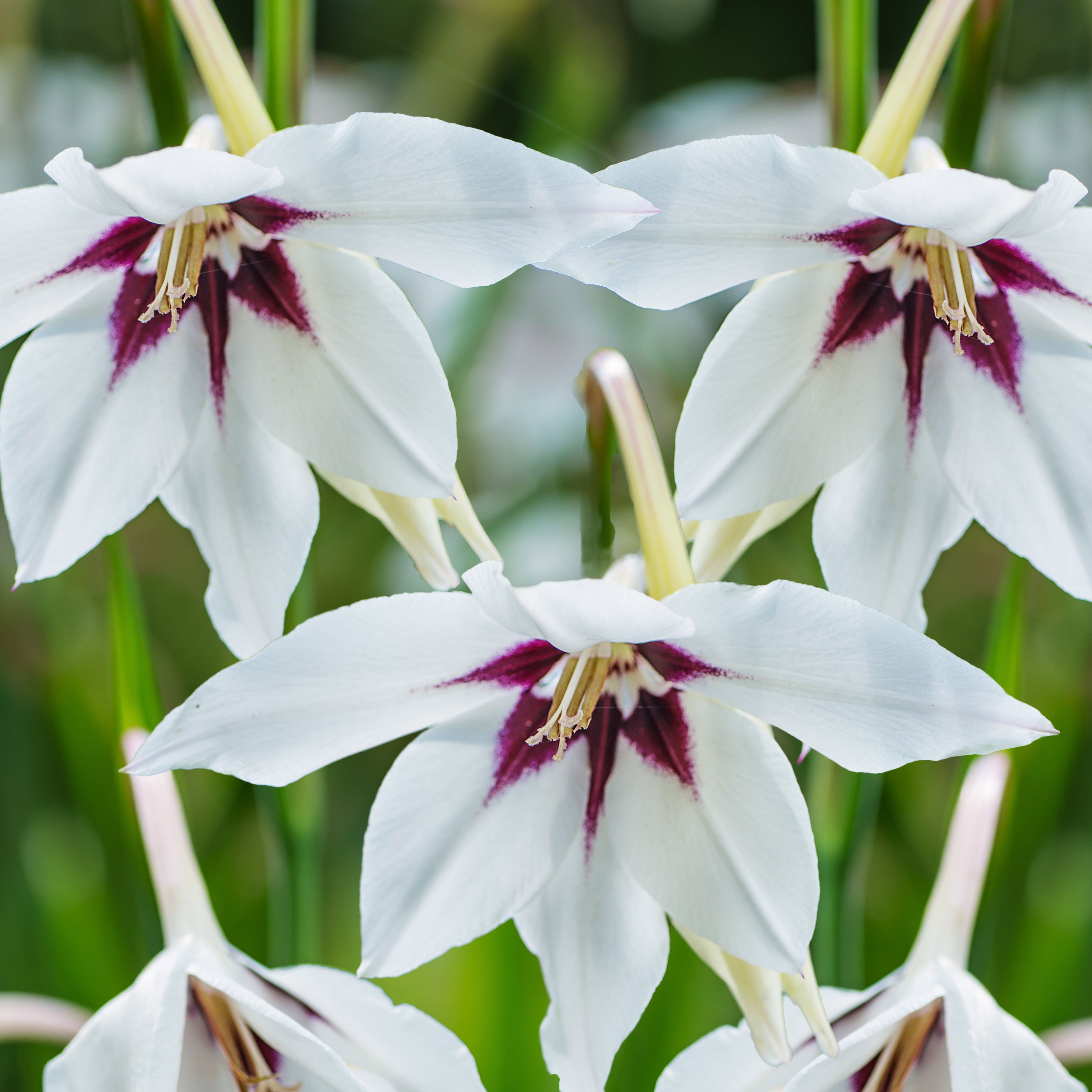 Summer Wedding Collection (100 Bulbs) - Gallery 11