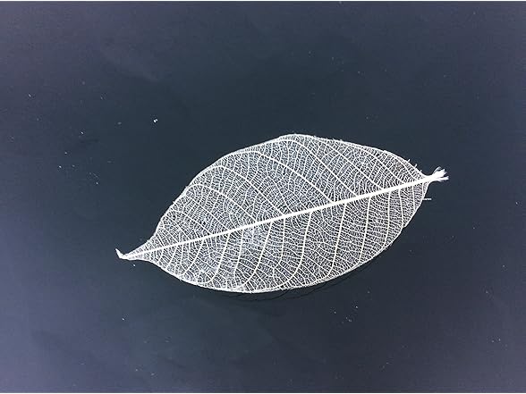 Natural Rubber Skeleton Leaves