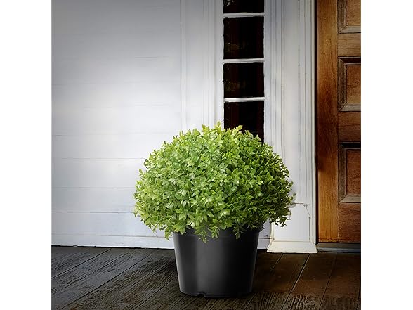 National Tree Company Holly Bush Shrub