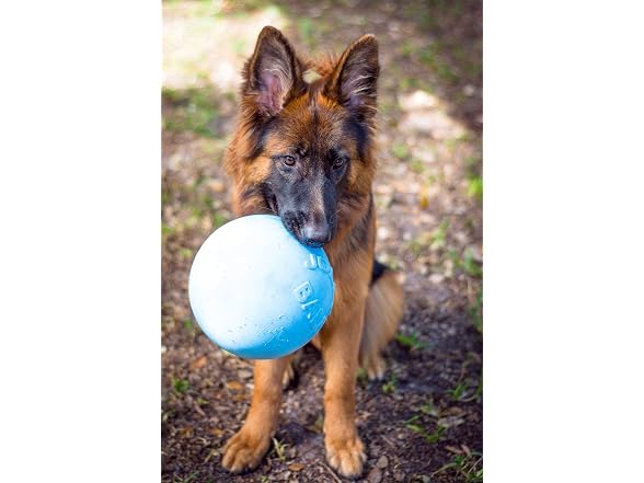 Jolly Pets Bounce-n-Play Dog Toy Ball, 8 In