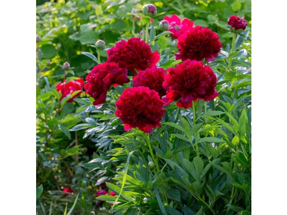 Black Raspberry Peony Flowers - 3 Bulbs