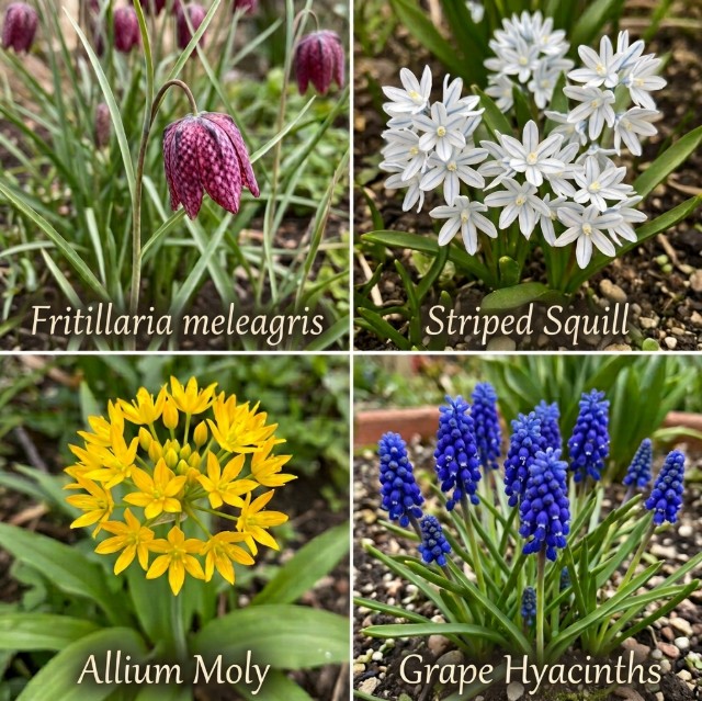 Garden Gems Flower Collection - 100 Bulbs - Gallery 7