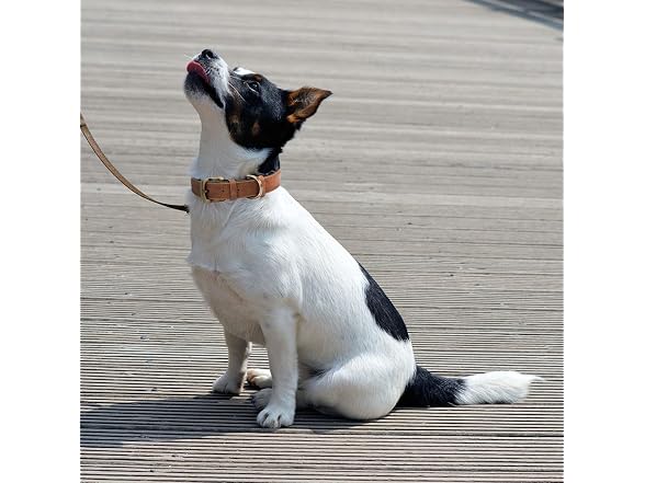 Classic Brown Leather Dog Collar for Small Me