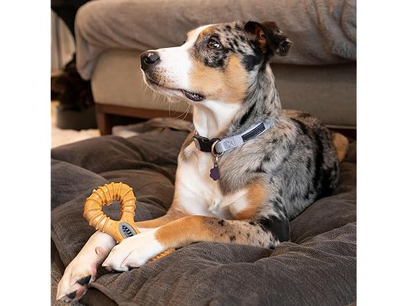 SPOT Bam-Bones Dental Dog Chew 6"
