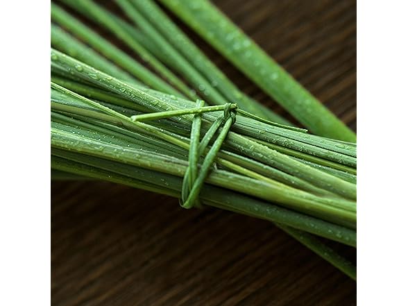 RALPH LAUREN FRAGRANCES - Polo 67 EDT 2.5 oz