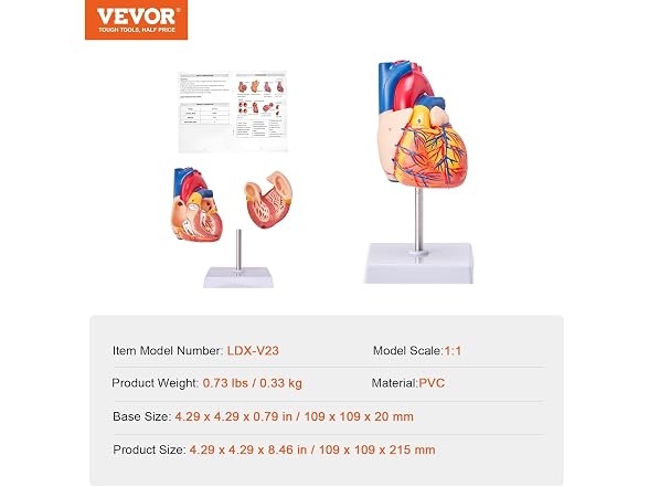 VEVOR Human Heart Model, 2-Part 1:1