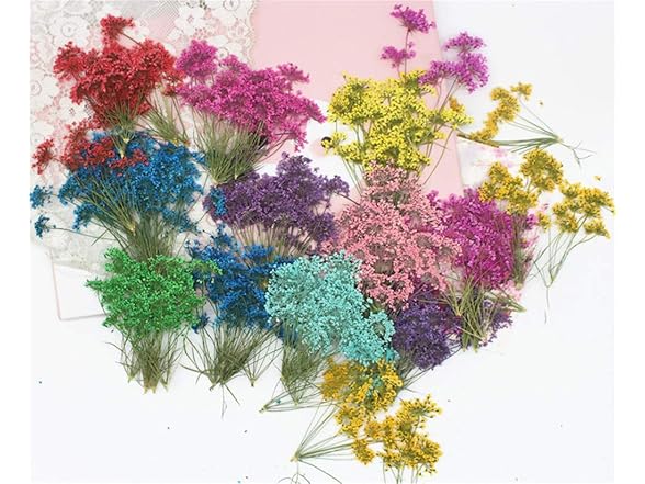 Ximkee Natural Real Pressed Dried Flower